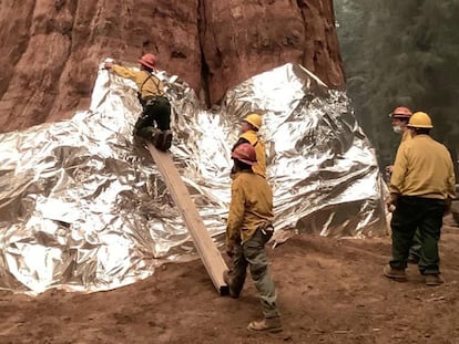 Bomberos cubren con aluminio una secuoya, este viernes en el Parque Nacional de las Secuoyas.