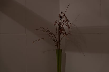 Una planta seca en un rincón del que era su baño.