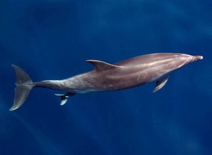 Un momento del parto del delfín