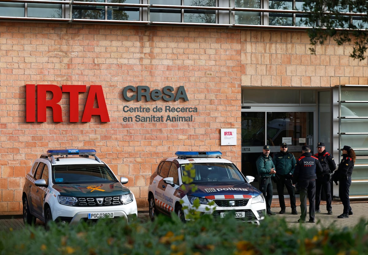 El Govern no ve indicios de que el brote de peste porcina saliera del laboratorio de la Generalitat