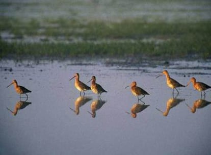 Un grupo de agujas colinegras, una de las 50 especies diferentes de aves que habitan en la reserva natural de las Marismas de Santoña.
