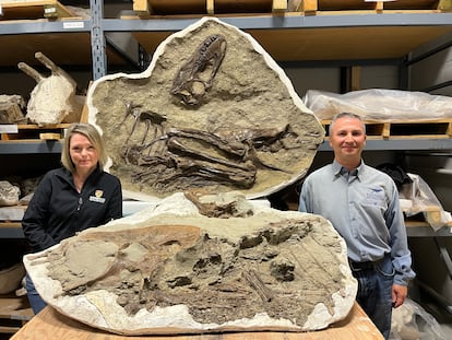 François Therrien (right) and his colleague Darla Zelenitsky, with the remains of the gorgosaur and the contents of its stomach.