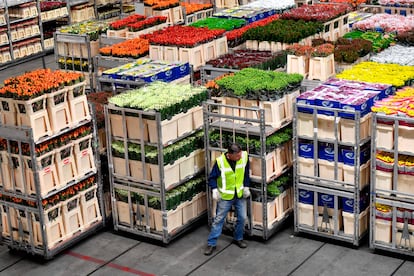 El mercado de flores más grande del mundo se encuentra en la localidad de Aalsmeer (Países Bajos).