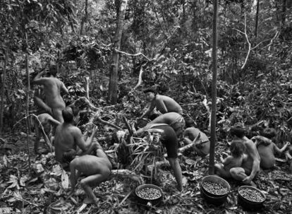 Grupo recolhe o fruto da macaranduba, uma árvore gigante de 50 metros de altura.