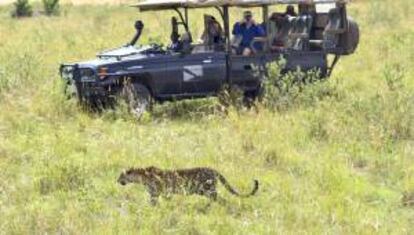 Fotografía facilitada por el campamento 'Enkewa Mara Camp', de un grupo de turistas de safari que fotografían a un leopardo en la reserva natural keniana del Maasai Mara.