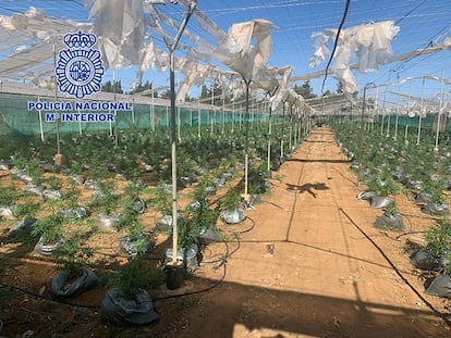 Una de las tres plantaciones de cannabis sativa ubicada en una finca agrícola de la zona gaditana de El Colorado, en Conil de la Frontera, que la Policía Nacional ha desmantelado con la detención de 18 personas.