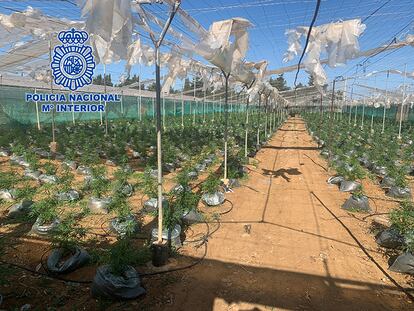 Una de las tres plantaciones de cannabis sativa ubicada en una finca agrícola de la zona gaditana de El Colorado, en Conil de la Frontera, que la Policía Nacional ha desmantelado con la detención de 18 personas.