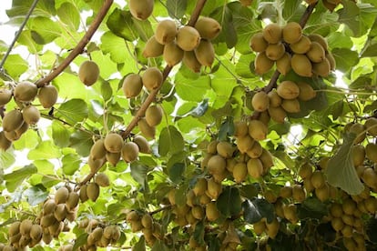 Los kiwis no son el fruto de un árbol ni de un arbusto sino de una planta enredadera llamada <i>Actidinia deliciosa</i>, por lo que se cultiva sobre una estructura que sirve de guía y que los levanta unos dos metros sobre el suelo. Se suele recoger antes de su maduración poque puede continuar haciéndolo fuera de la planta. <p>Es una fruta especialmente <a href="http://elpais.com/elpais/2016/03/01/buenavida/1456831984_855629.html" target=blank>rica en vitamina C</a>, nutriente que el cuerpo no produce ni almacena. Por ello, es importante incorporarla en la dieta diariamente con alimentos este u otros como mango, piña, frutas del bosque o papaya.</p>