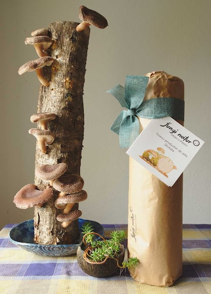 Tronco de cultivo en casa, de Fungi Natur. Fotografa proporcionada por la empresa.