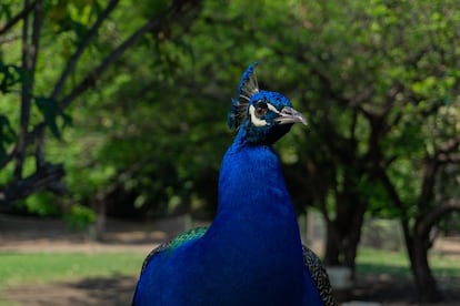 Un pavo real en los jardines del museo.