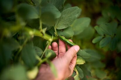 Salomón Sádaba muestra una de las variedades que se cultivan en la finca experimental de semillas.