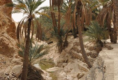 Oasis de Chebika en Tozeur.