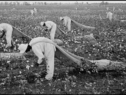 Campo de algod&oacute;n en Huntsville (Texas), en 1968.