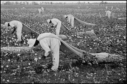 Campo de algod&oacute;n en Huntsville (Texas), en 1968.