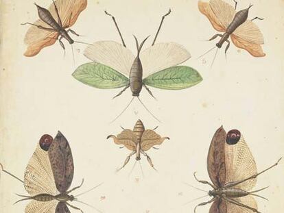 Una de las láminas que han vuelto al Museo Nacional de Ciencias Naturales.