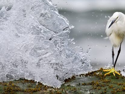 A arte de fotografar aves