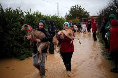 Dos voluntarios trasladan dos galgos de la protectora inundada Galgos en familia en Cártama (Málaga)