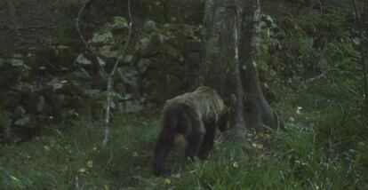 Un oso pardo, en la Cordillera Cantábrica.