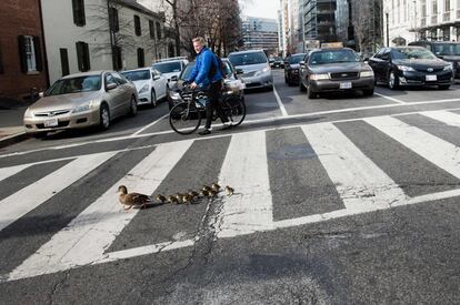A family of ducks cross H Street NW on February 12, 2016 in Washington, DC. / AFP / Brendan Smialowski