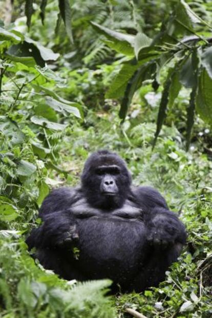 Un gorila en Uganda.