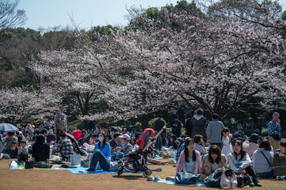 Los expertos consideran que pudo entrar en Japón a través de la importación de madera. En la fotografía, la gente hace un pícnic junto a los cerezos en flor en el parque Kitanomaru en Tokio (Japón), el 25 de marzo de 2018.