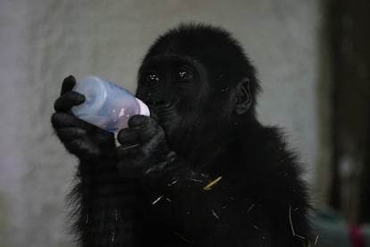 Zeytin, una cría de gorila de 5 meses rescatado en el aeropuerto de Estambul, bebe leche de un biberón el domingo 12 de enero en Turquía.