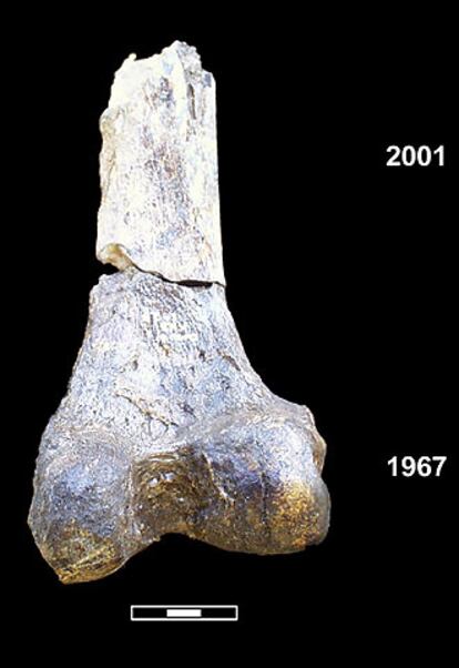 Reconstruccin de uno de los huesos de <i>Homo sapiens</i> de Etiopa.