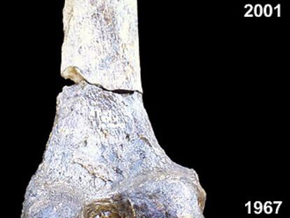 Reconstrucción de uno de los huesos de <i>Homo sapiens</i> de Etiopía.