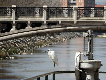 Un ejemplar de garceta común en el puente de Reina Victoria, cerca de la colonia del Manzanares.