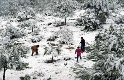 Arriba, gente jugando con la nieve en un monte de Barx; abajo, un campo de naranjos nevado en la misma localidad.