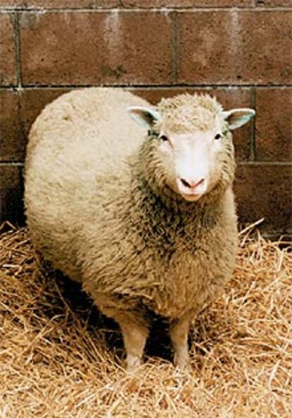 La oveja <i>Dolly</i>, el primer animal clonado del mundo.