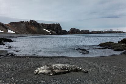 Foca de Weddell durmiendo en la orilla, próxima al glaciar Collins. Bahía Fildes, Isla Rey Jorge, Archipiélago Shetland del Sur.