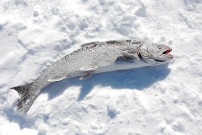 Una trucha ártica, el pez de agua dulce con el hábitat natural más septentrional del mundo, yace en el hielo, luego de ser pescada en Anaktalak, un sitio de pesca popular a las afueras de Nain.