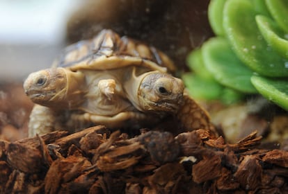 Esta cría siamesa de tortuga africana <i>Geochelone Sulcata</i>, ha nacido con dos cabezas y cinco extremidades hace siete semanas en Eslovaquia.  La cabeza izquierda ha recibido el nombre de Magda, y la de la derecha, Lenka.