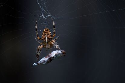 Una araña devora a su presa en una telaraña, en Dresde (Alemania).