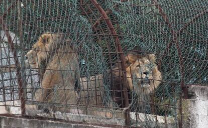 Varios leones recorren el interior de su jaula en el clausurado Safari Zoo Park ubicado en Mbrostar, Albania.