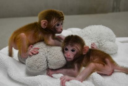 Los macacos rhesus <i>Reku</i> y <i>Hex</i> son los primeros primates quimera que han nacido sanos.