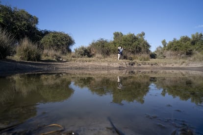 Uno de los múltiples zacallones (zanjas pequeñas excavadas para garantizar el agua en verano) existentes en el Parque Nacional de Doñana.