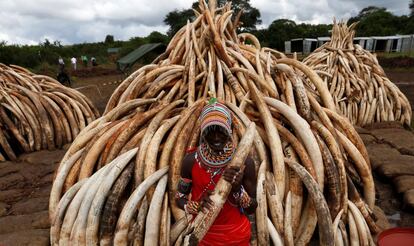 Un masai sostiene un colmillo de elefante en el Parque Nacional de Nairobi.