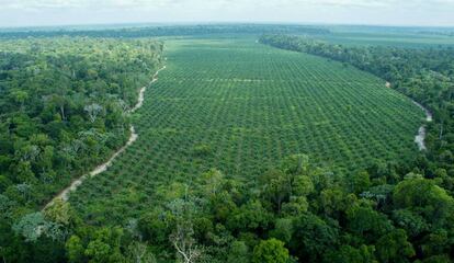 Imagem aérea da fazenda da empresa Agropalma, onde são preservados 64.000 hectares de mata nativa, incluindo árvores de até 50 metros, muito maiores que as palmeiras, como se vê na imagem