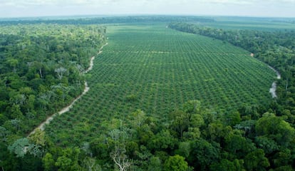 Imagen aérea de la finca de Agropalma, donde se han preservado 64.000 hectáreas de bosque nativo, entre ellos árboles de hasta 50 metros, muy superiores a las palmas, como se aprecia en la imagen.