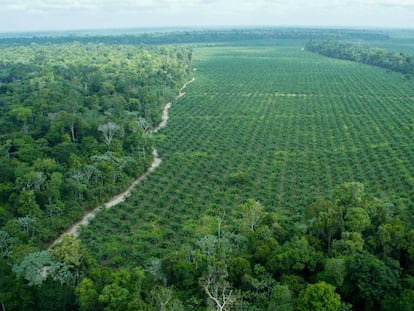 Imagen aérea de la finca de Agropalma, donde se han preservado 64.000 hectáreas de bosque nativo, entre ellos árboles de hasta 50 metros, muy superiores a las palmas, como se aprecia en la imagen.