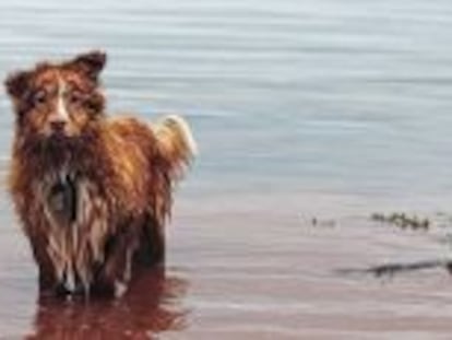 Gudog, el buscador de cuidadores de perros, inicia expansión internacional