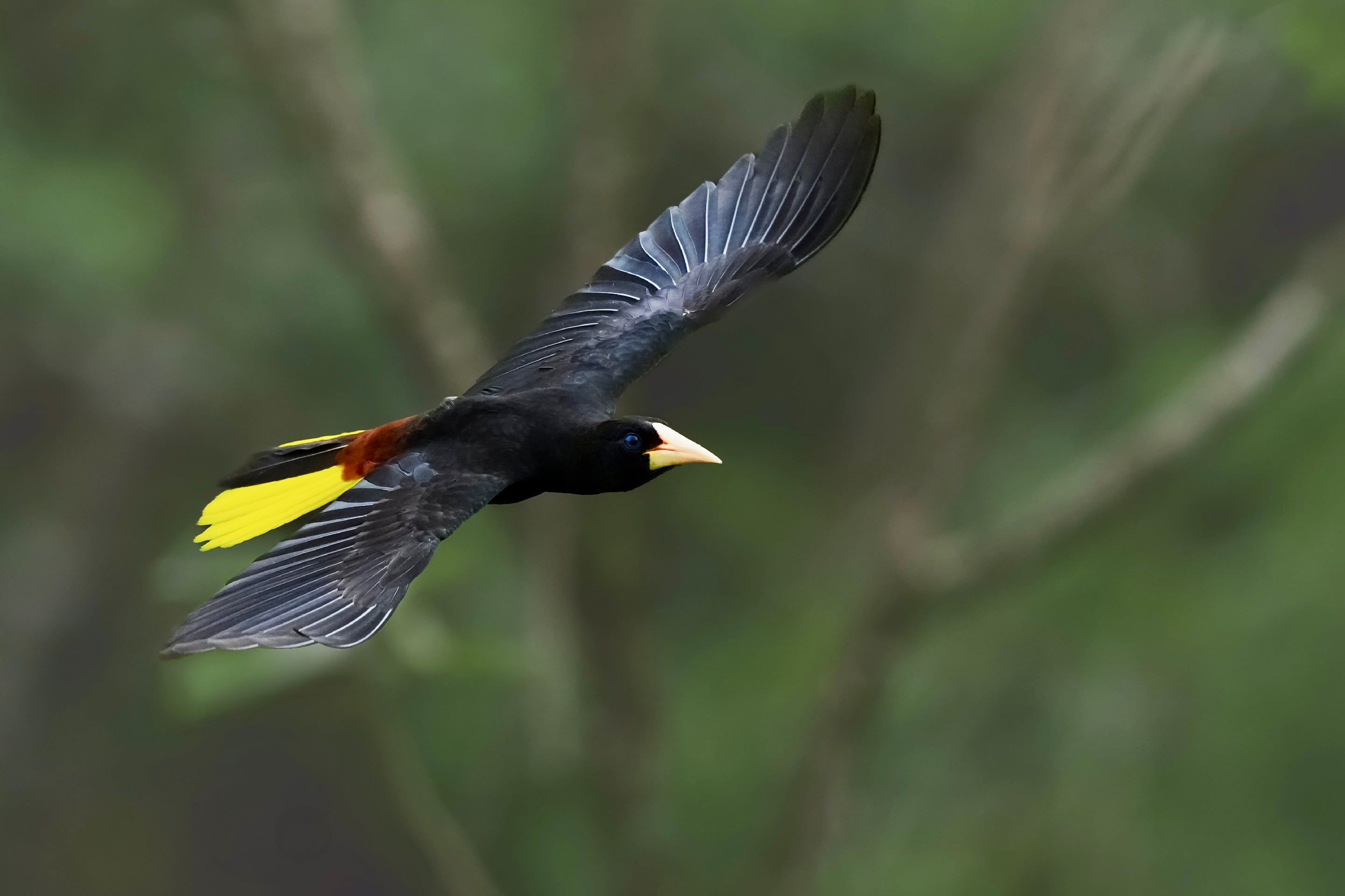 Así recreó Netflix las 94 aves de Macondo que se escuchan en la serie ‘Cien años de soledad’