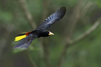 Gulungo o mochilero, una de las aves que se escuchan en la serie ‘Cien años de soledad’ de Netflix.