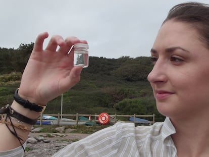 La bióloga Katharine Clayton examina un ejemplar de 'Procerodes littoralis' encontrado en la bahía de Wembury, Reino Unido.
