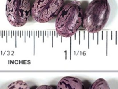 Las semillas de ricino (superior) muy similares en color y tamaño que los frijoles (inferior), pero tienen una pequeña protuberancia puntiaguda en el extremo.