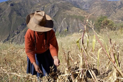 Guadalupe Sota muestra las raquíticas plantas de maíz que le han salido este año. Asegura que están agusanadas por culpa del polvo, pues su chacra (huerto) está al borde de la carretera por donde pasan los camiones de Las Bambas, por lo que este año su producción se ha reducido drásticamente. “Antes acá vivíamos tranquilos y vendiendo nuestro producto manteníamos a nuestros hijos y para nuestra ropa y alimentos”, dice la mujer. “Ahora hay demasiada polvareda y con eso aparecen las plagas”.