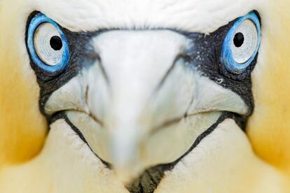 Retrato íntimo de um gannet atlântico, nas ilhas de Saltee, Irlanda. Para a fotografia, foram utilizados multiplicadores focais.