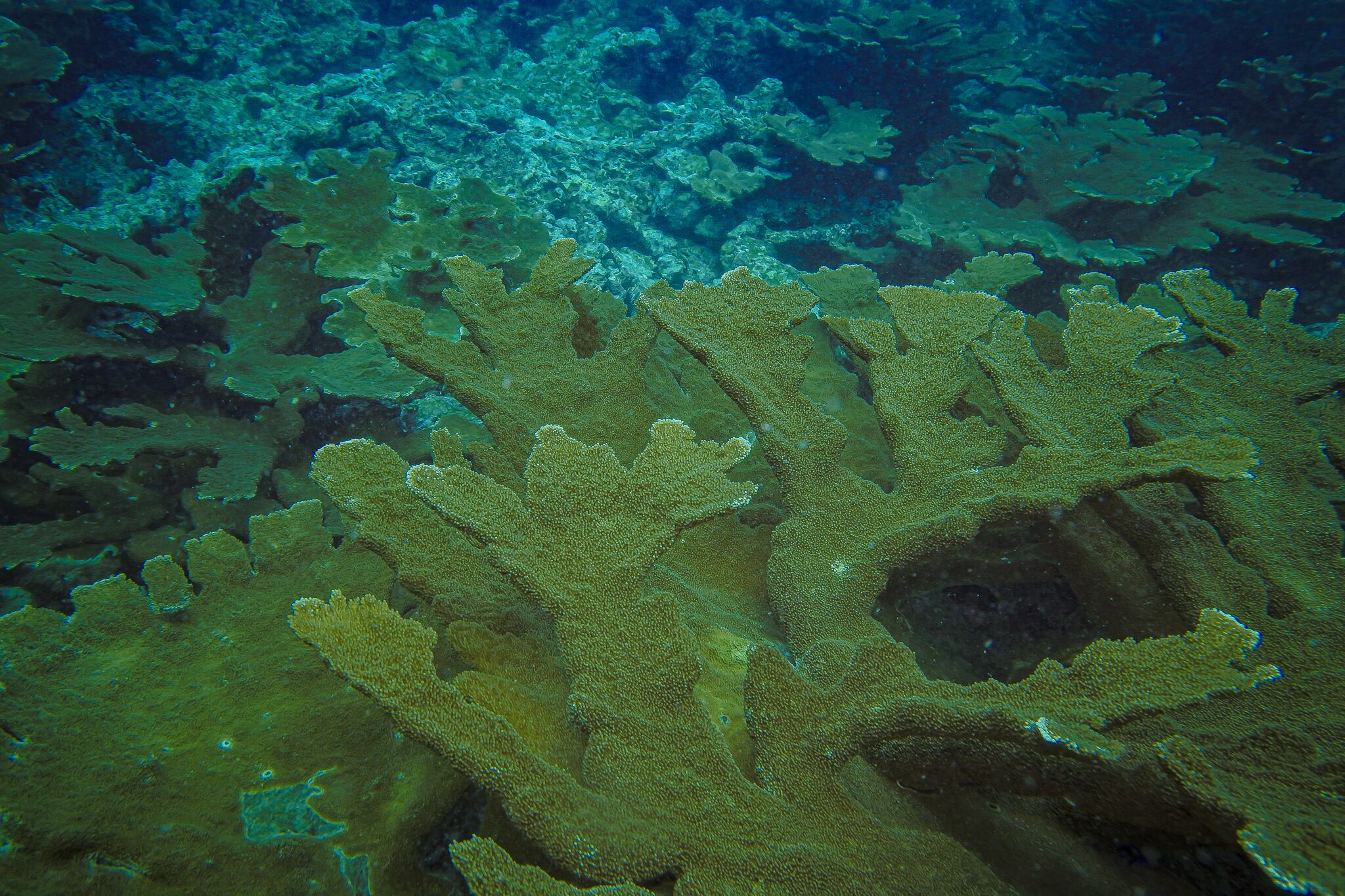 Corales en el mar de Santa Marta (Colombia).